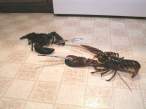 Crab fight.jpg