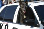 Cool dog.jpg