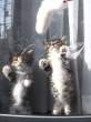 Kittens.jpg
