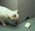 Mouse.jpg