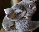Koala.jpg