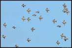 Birds.jpg