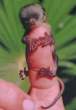 worlds-smallest-monkey.jpg