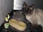 alcohol.jpg