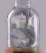 Jar kitty.jpg