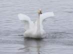 Swan.jpg