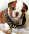 Cute dog.jpg