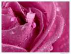 Rose.jpg