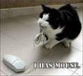 mouse & cat.jpeg