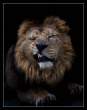 Lion.jpg