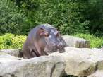 Hippo.jpg