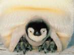 Penguin.jpg