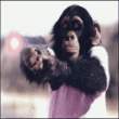 monkey.gif