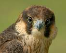 Eagle.jpg