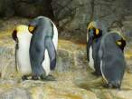 Penguins.jpg