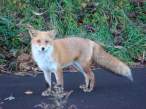 fox.jpg