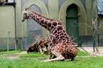 Giraffe.jpg