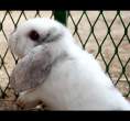 Rabbit.jpg
