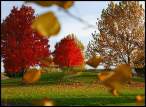 Leaves.jpg