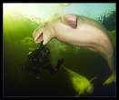 Whale.jpg