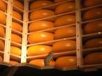Cheese.jpg