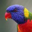 Parrot.jpg