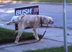 Bush.jpg