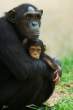 Monkey.jpg
