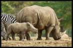 Baby rhino.jpg