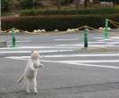 Kitty.jpg