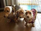 Dogs.jpg