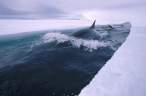 Shark.jpg