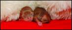 Babies.jpg