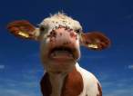 Cow.jpg