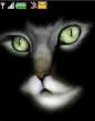 blackcat.JPG