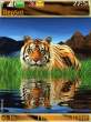 tigar1.jpg