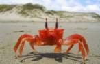 Crab.jpg