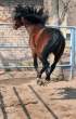Horse.jpg