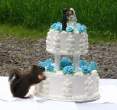 Cake.jpg