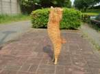 Kitty.jpg