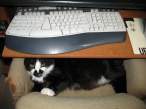 Guardian of the Internet.jpg