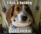dogVShotdog.jpg