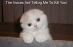 cat-voice.jpg