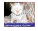 wet_cat-prozac.png