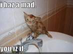 wet-mad-cat-sink.jpg
