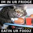 cat-fridge.jpg