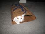cat-gift.jpg