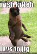 irish-jig-cat.jpg
