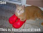 red-shoes-cat-stupid.jpg