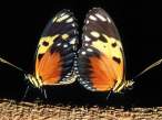 mating heliconius.JPG